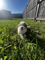 Albert, a male Miniature Aussiedoodle for sale in Palmer, TX – 4 of 10