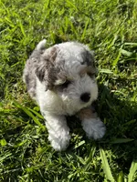 Albert, a male Miniature Aussiedoodle for sale in Palmer, TX – 4 of 5