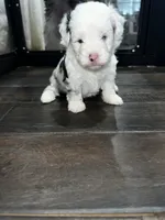 Ray Ray, a female Miniature Aussiedoodle for sale in Palmer, TX – 5 of 8
