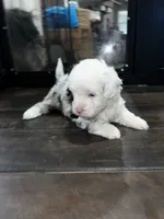 Ray Ray, a female Miniature Aussiedoodle for sale in Palmer, TX – 4 of 8