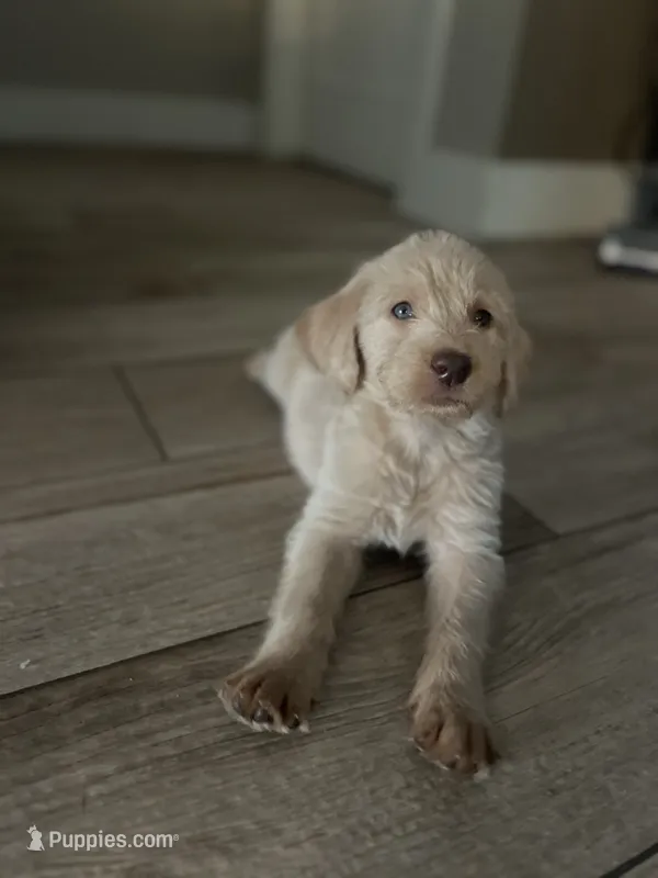 Lula – Labradoodle, Poodle - Standard  puppy for sale in Chino Hills, CA