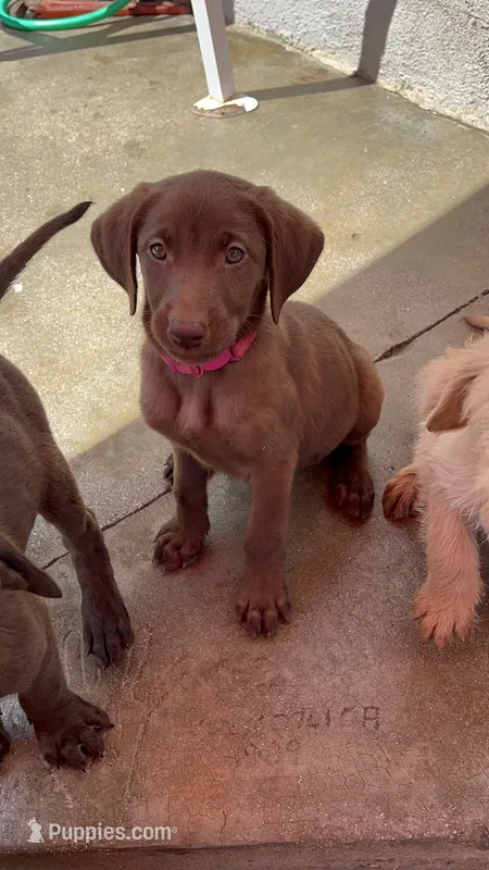 Lucy – Labrador Retriever puppy for sale in Chino Hills, CA