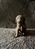 Lexie, a female Labrador Retriever for sale in Chino Hills, CA – 4 of 8
