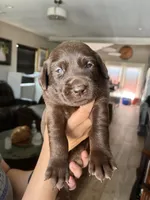 Lexie, a female Labrador Retriever for sale in Chino Hills, CA – 3 of 8