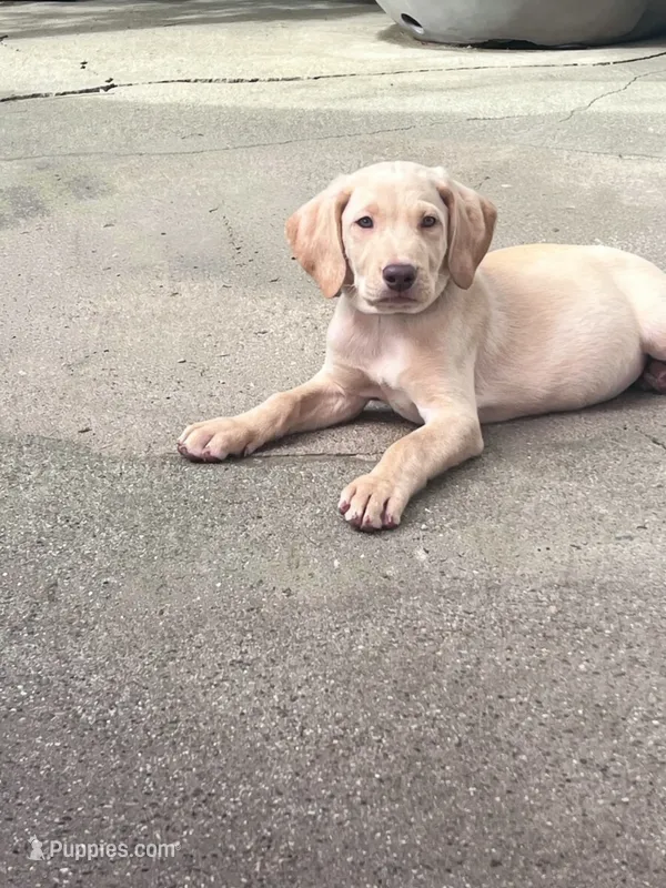 Scar – Labradoodle puppy for sale in Chino Hills, CA