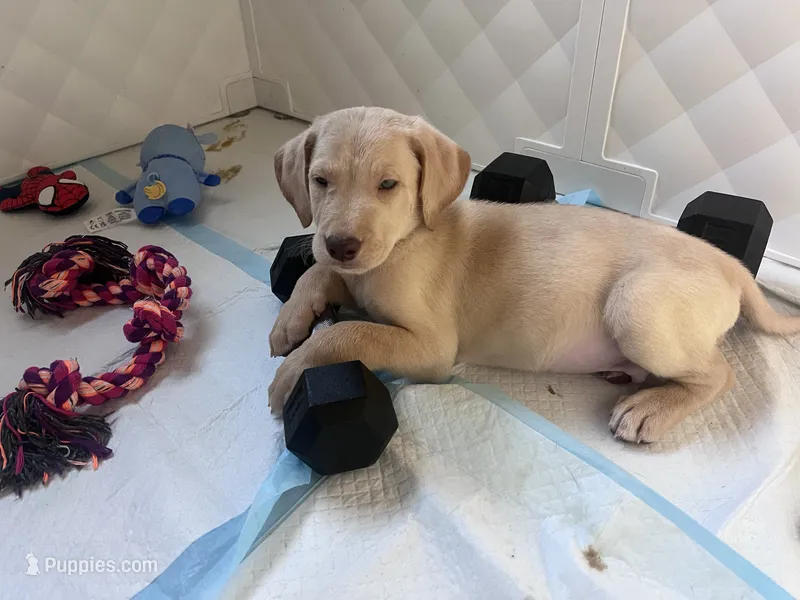Scar – Labradoodle puppy for sale in Chino Hills, CA