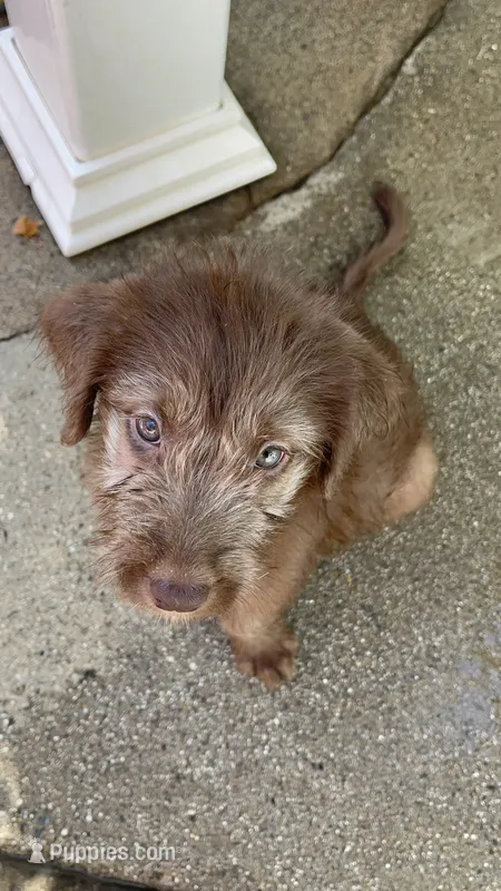 Chewi  – Labradoodle, Poodle - Standard  puppy for sale in Chino Hills, CA