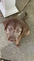Chewi , a female Labradoodle and Poodle - Standard  for sale in Chino Hills, CA – 1 of 6