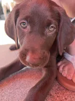 Lucy, a female Labrador Retriever for sale in Chino Hills, CA – 4 of 6