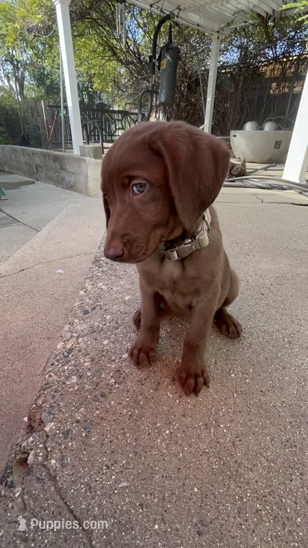 Lucy – Labrador Retriever puppy for sale in Chino Hills, CA