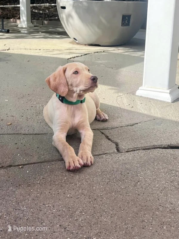Scar – Labradoodle puppy for sale in Chino Hills, CA