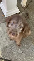 Chewi , a female Labradoodle and Poodle - Standard  for sale in Chino Hills, CA – 2 of 6