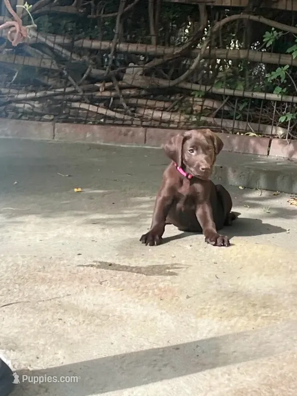 Lexie – Labrador Retriever puppy for sale in Chino Hills, CA