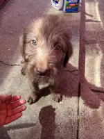 Chewi , a female Labradoodle and Poodle - Standard  for sale in Chino Hills, CA – 4 of 6