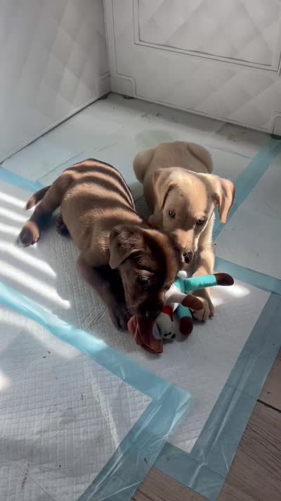 Lucy, a female Labrador Retriever for sale in Chino Hills, CA – 6 of 6