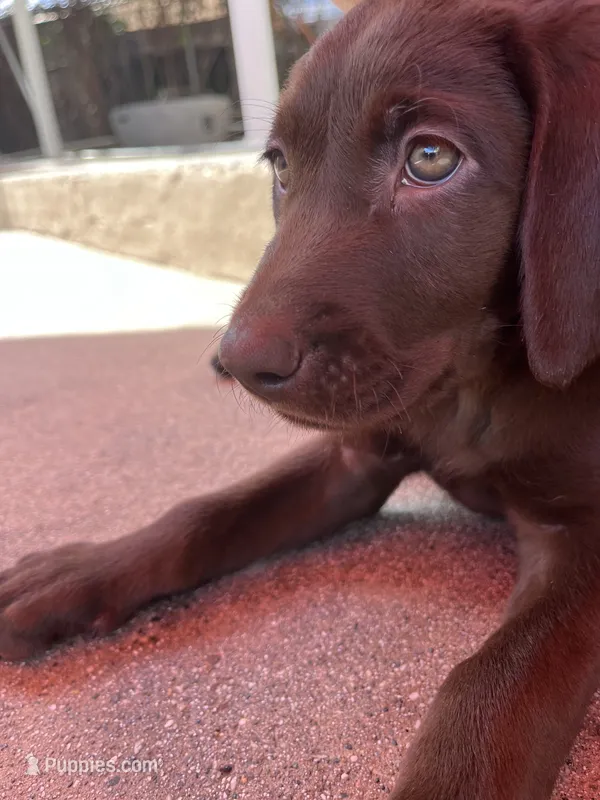 Lexie – Labrador Retriever puppy for sale in Chino Hills, CA