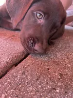 Lucy, a female Labrador Retriever for sale in Chino Hills, CA – 5 of 6