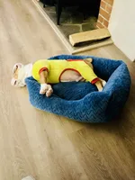 MyLo, a male English Bulldog for sale in West Reading, PA – Photo 8 of 8