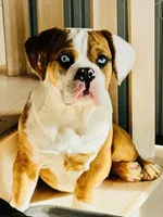 MyLo, a male English Bulldog for sale in West Reading, PA – Photo 6 of 8