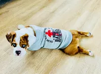 MyLo, a male English Bulldog for sale in West Reading, PA – Photo 4 of 8