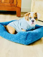 MyLo, a male English Bulldog for sale in West Reading, PA – Photo 1 of 8