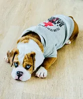 MyLo, a male English Bulldog for sale in West Reading, PA – Photo 3 of 8