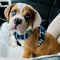 MyLo, a male English Bulldog for sale in West Reading, PA – Photo 2 of 8