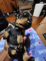 Bear, a female Miniature Dachshund for sale in Roxboro, NC – Photo 2 of 3