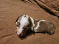 Twix, a male Miniature Dachshund for sale in Roxboro, NC – Photo 2 of 3