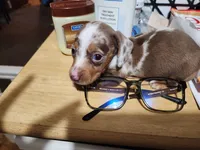 Twix, a male Miniature Dachshund for sale in Roxboro, NC – Photo 1 of 3