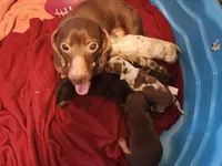 Brownie, a female Miniature Dachshund for sale in Roxboro, NC – Photo 2 of 2