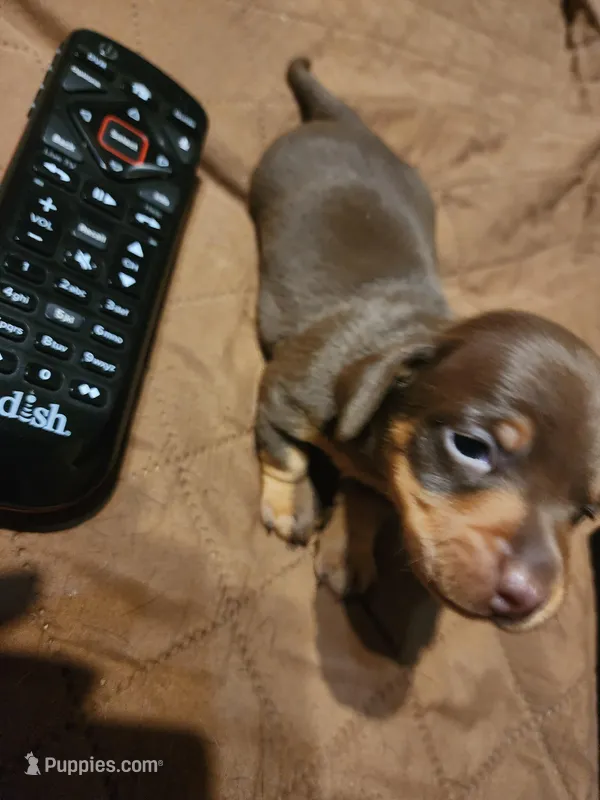 Brownie – Miniature Dachshund puppy for sale in Roxboro, NC