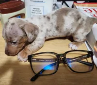 Sandman, a male Miniature Dachshund for sale in Roxboro, NC – Photo 3 of 4
