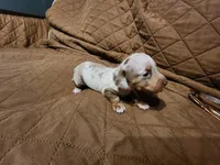 Sandman, a male Miniature Dachshund for sale in Roxboro, NC – Photo 1 of 4