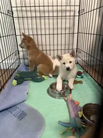 Snowball, a female Shiba Inu for sale in Taunton, MA – 3 of 3