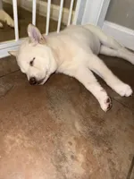 Snowball, a female Shiba Inu for sale in Taunton, MA – 2 of 3