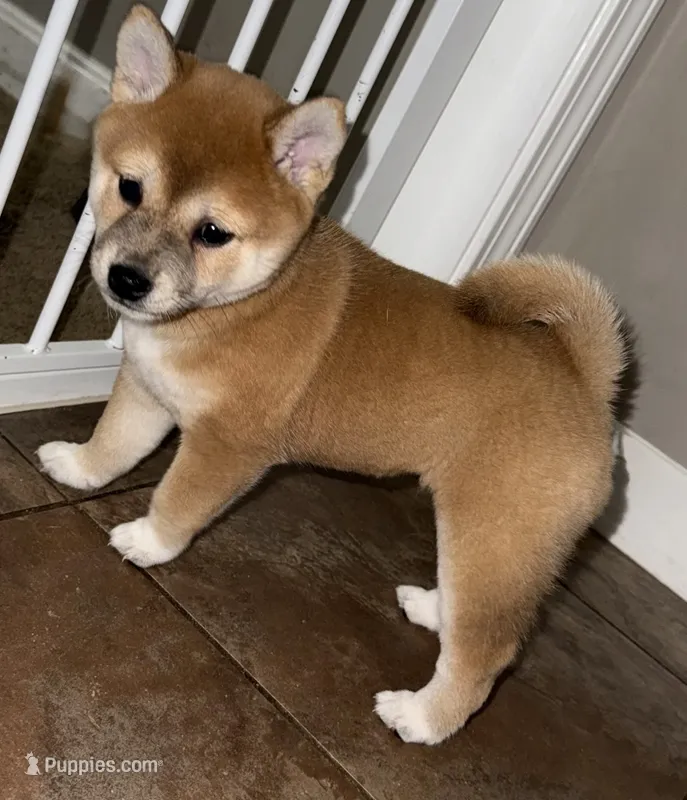 Munchkin – Shiba Inu puppy for sale in Taunton, MA