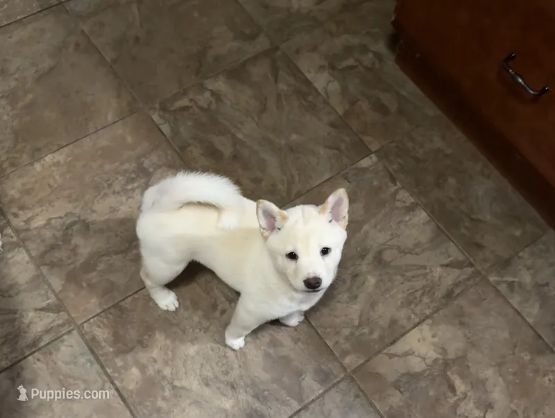 Snowball – Shiba Inu puppy for sale in Taunton, MA