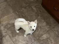 Snowball, a female Shiba Inu for sale in Taunton, MA – 1 of 3