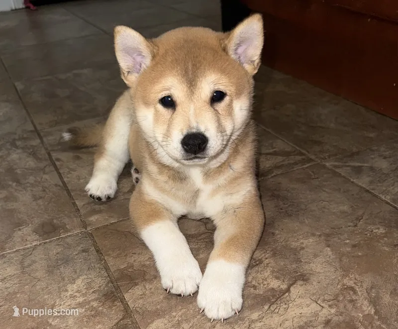 Tank – Shiba Inu puppy for sale in Taunton, MA