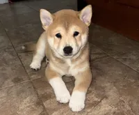 Tank, a male Shiba Inu for sale in Taunton, MA – 1 of 1