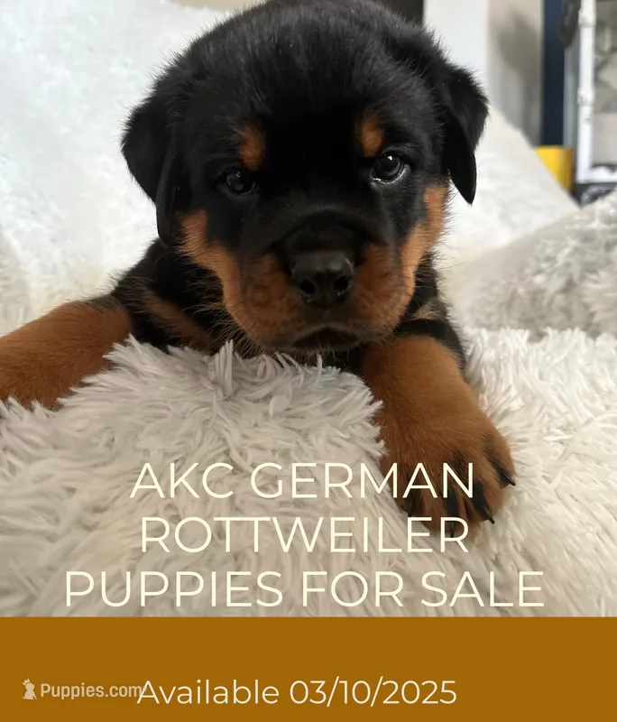 Orange – Rottweiler puppy for sale in Colorado Springs, CO
