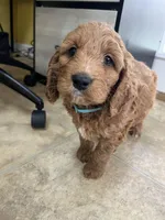 Harley, a male Cockapoo for sale in Monroe, GA – Photo 1 of 2