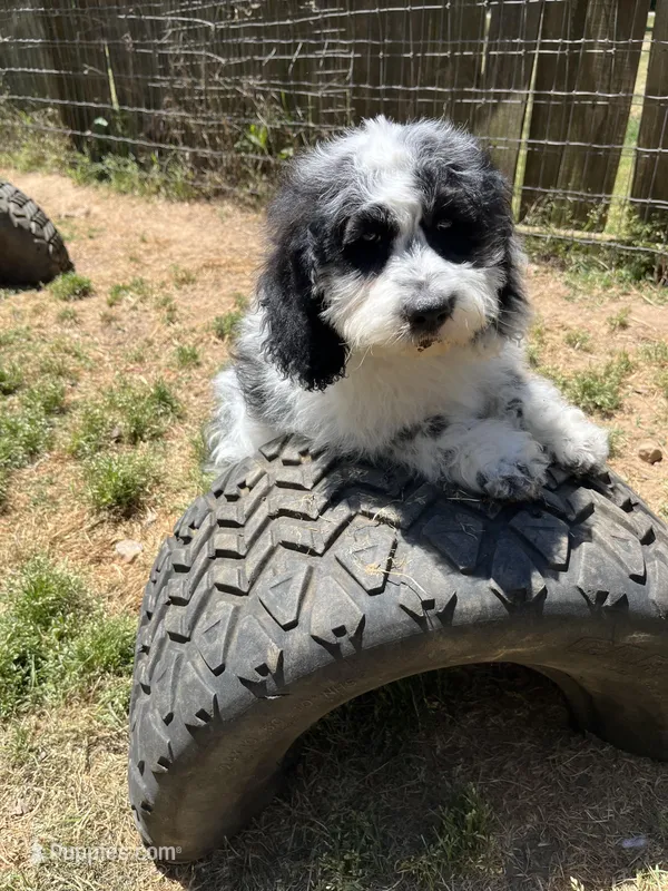 Oreo – Cockapoo puppy for sale in Monroe, GA