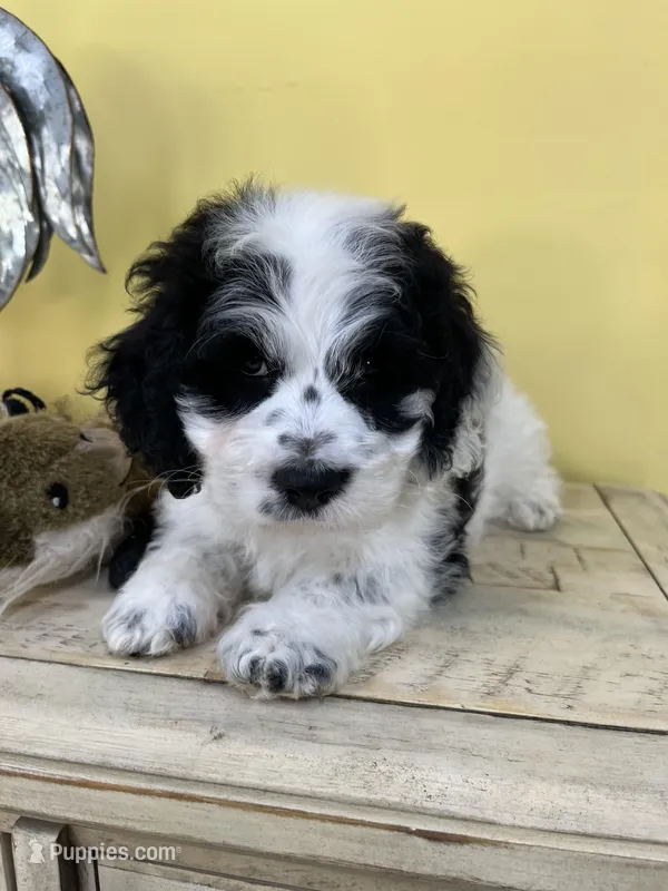 Oreo – Cockapoo puppy for sale in Monroe, GA