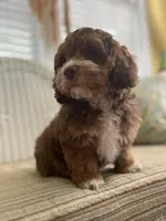 Gus, a male Cockapoo for sale in Monroe, GA – Photo 3 of 3