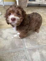 Gus, a male Cockapoo for sale in Monroe, GA – Photo 2 of 3