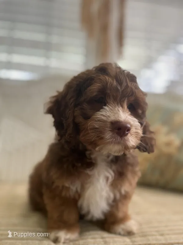 Gus – Cockapoo puppy for sale in Monroe, GA