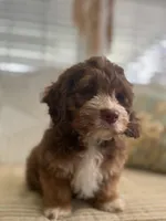 Gus, a male Cockapoo for sale in Monroe, GA – Photo 1 of 3