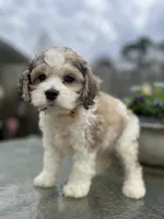 Zack, a male Cockapoo for sale in Monroe, GA – Photo 3 of 3